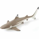 Requin pointes noires